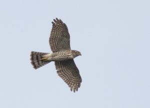 Japanese Sparrowhawk