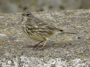 Rock Pipit