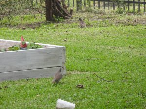 Odd Dove and Normal Dove