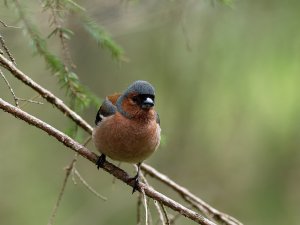 Male chaffinch