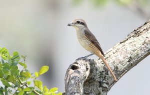 Brown Shrike