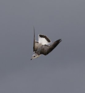 common gull