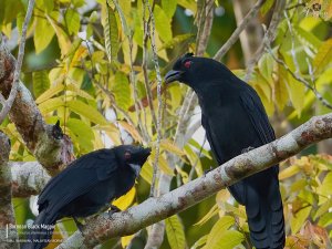 Bornean Black Magpie