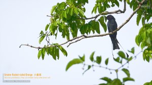 Greater Racket-tailed Drongo