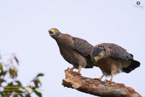 Crested Serpent Eagle