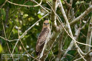 Wallace's Hawk-Eagle Juvenile