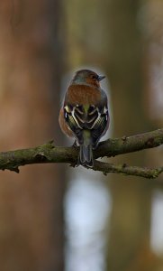 Framed by light/Chaffinch