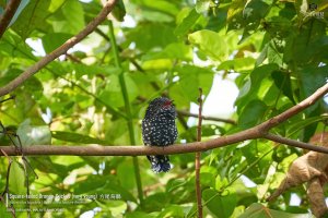 Very young Square-tailed Drongo-Cuckoo