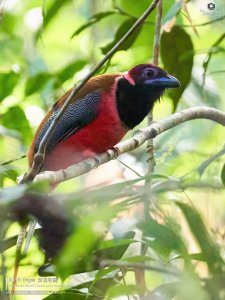 Diard's Trogon