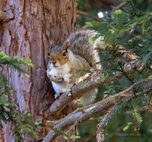 Eastern Gray Squirrel (Sciurus carolinensis)