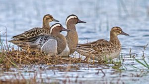 Garganey.jpg