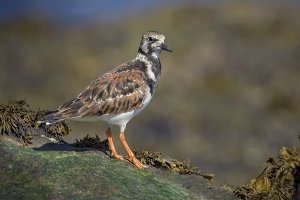 Ruddy turnstone