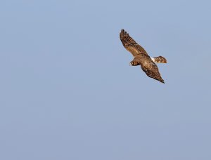 Northern Harrier (1st yr bird).jpg