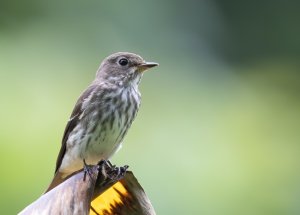 Grey-streaked Flycatcher