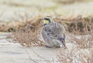 Shorelark at Holkham