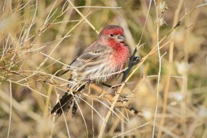 House Finch 4 Jan 2020.jpg