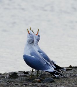 common gull