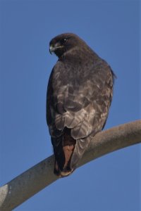 Red-tailed Hawk 5 Mar 21 b.JPG