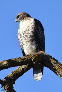 Red-tailed Hawk 20 Jun 2021.JPG