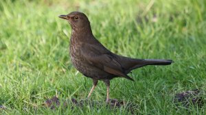 Blackbird (F)