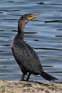 Double-crested Cormorant juvenile 24 Sep 21