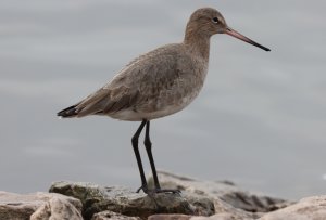 Black-tailed Godwit