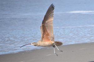 Long-billed Curlew, taking flight