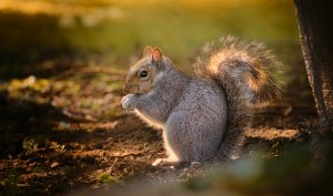 Grey Squirrel