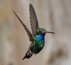 Broad-billed hummingbird