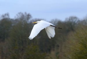 Great White Egret