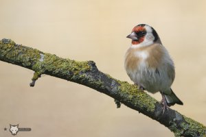 Goldfinch