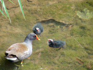 Moorhen & Chicks