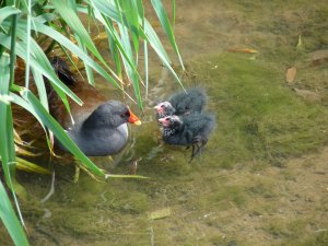 Moorhen & Chicks