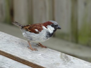 House Sparrow