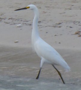 Snowy Egret2.jpg