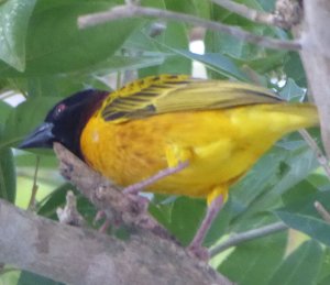 Village Weaver1.jpg