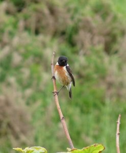 Male Stonechat