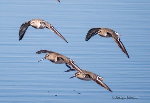 Dunlin