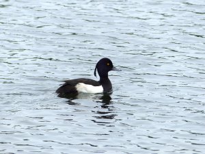 Tufted Duck