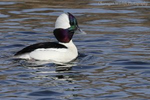 Bufflehead