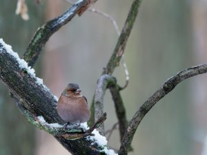 Male chaffinch