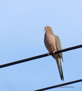 Mourning Dove