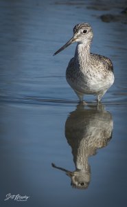 Greater Yellowlegs