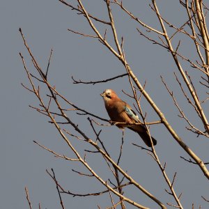 Eurasian jay