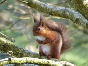 Red Squirrel