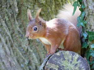 Red Squirrel