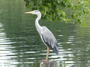 Grey Heron