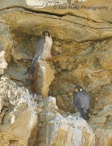 Peregrine Falcons 3522.jpg