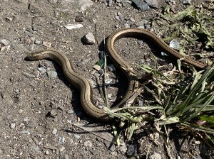 Slow Worm