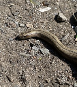 Slow Worm